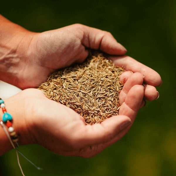 Rolawn Medallion Premium Lawn Seed