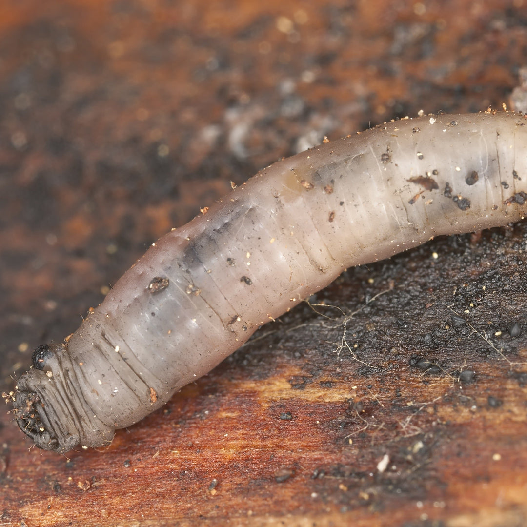 MightyNem Leatherjacket Killer (Parasitic Nematodes - Steinernema feltiae)