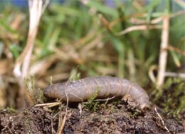 Gardening Naturally Leatherjacket Nematodes
