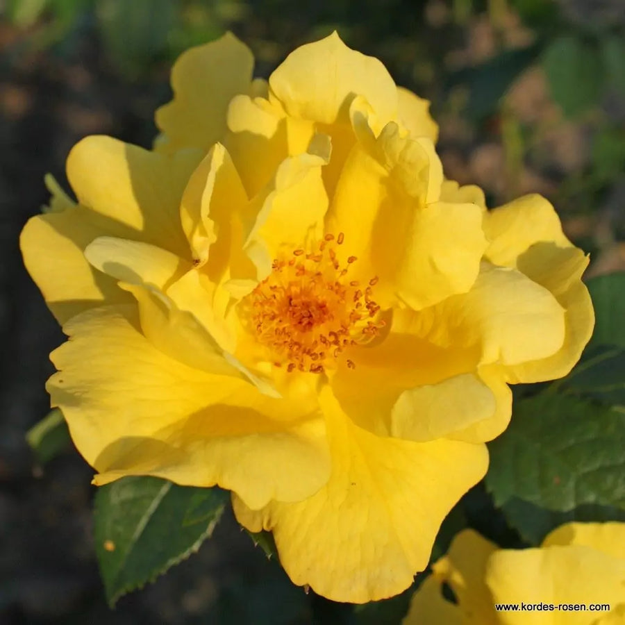 Rosa 'Lemon Fizz' (Sunflare Roses Collection)