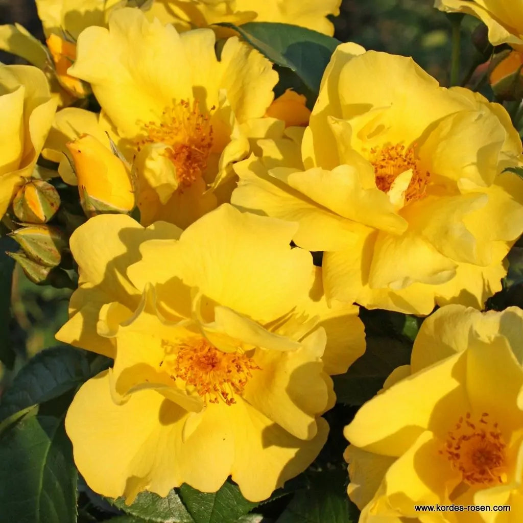Rosa 'Lemon Fizz' (Sunflare Roses Collection)