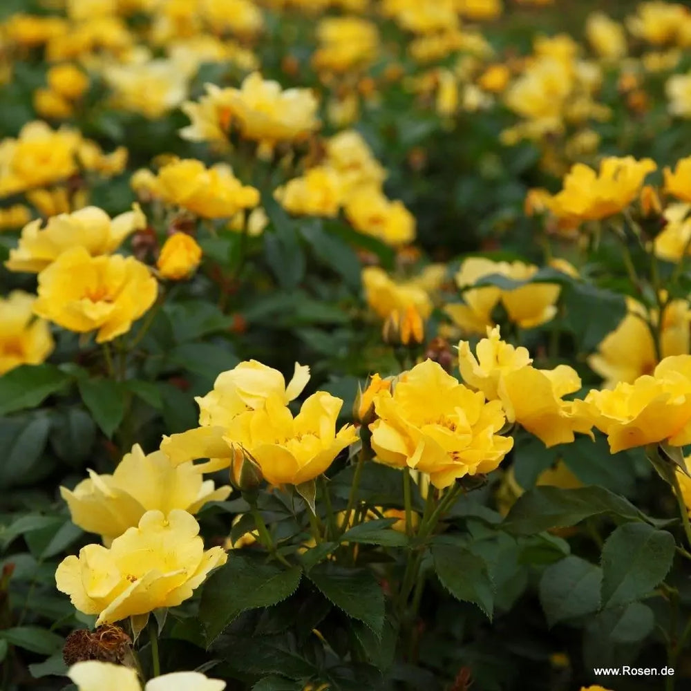 Rosa 'Lemon Fizz' (Sunflare Roses Collection)