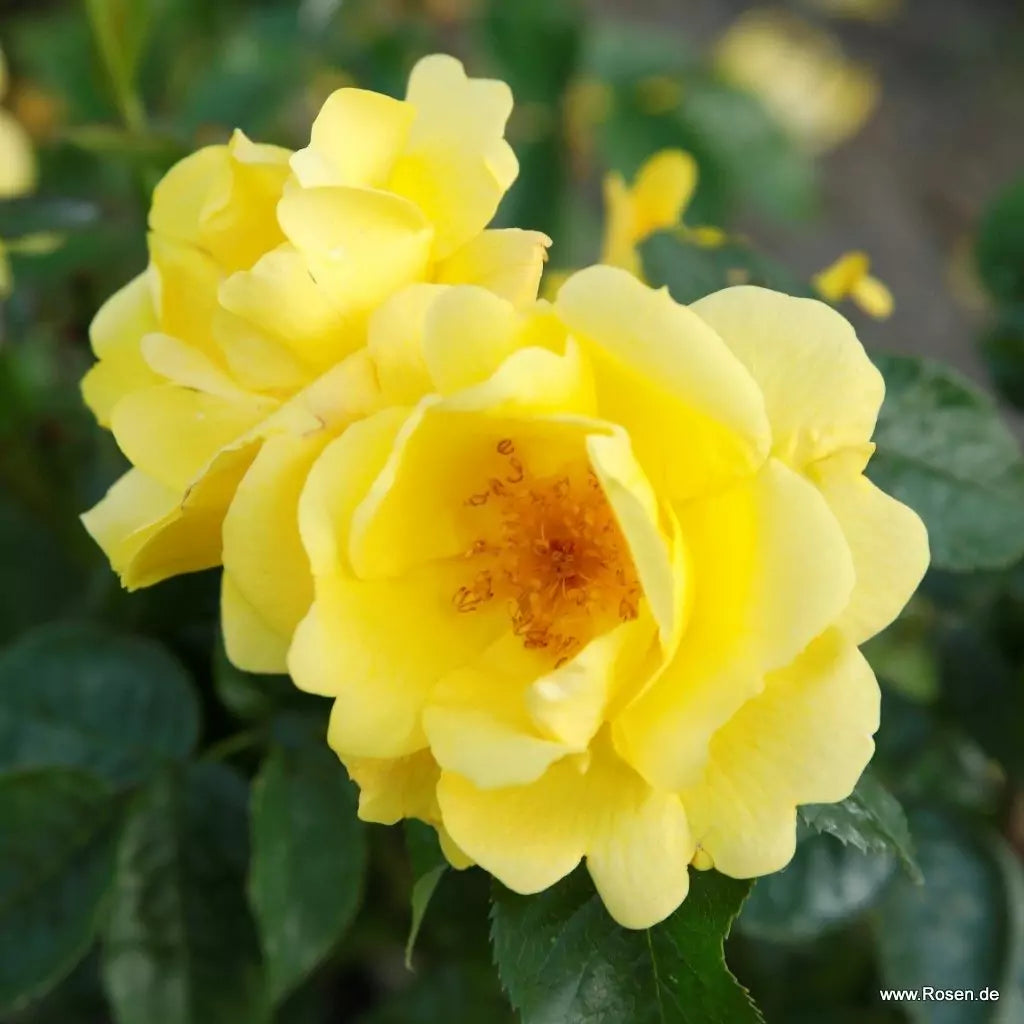 Rosa 'Lemon Fizz' (Sunflare Roses Collection)