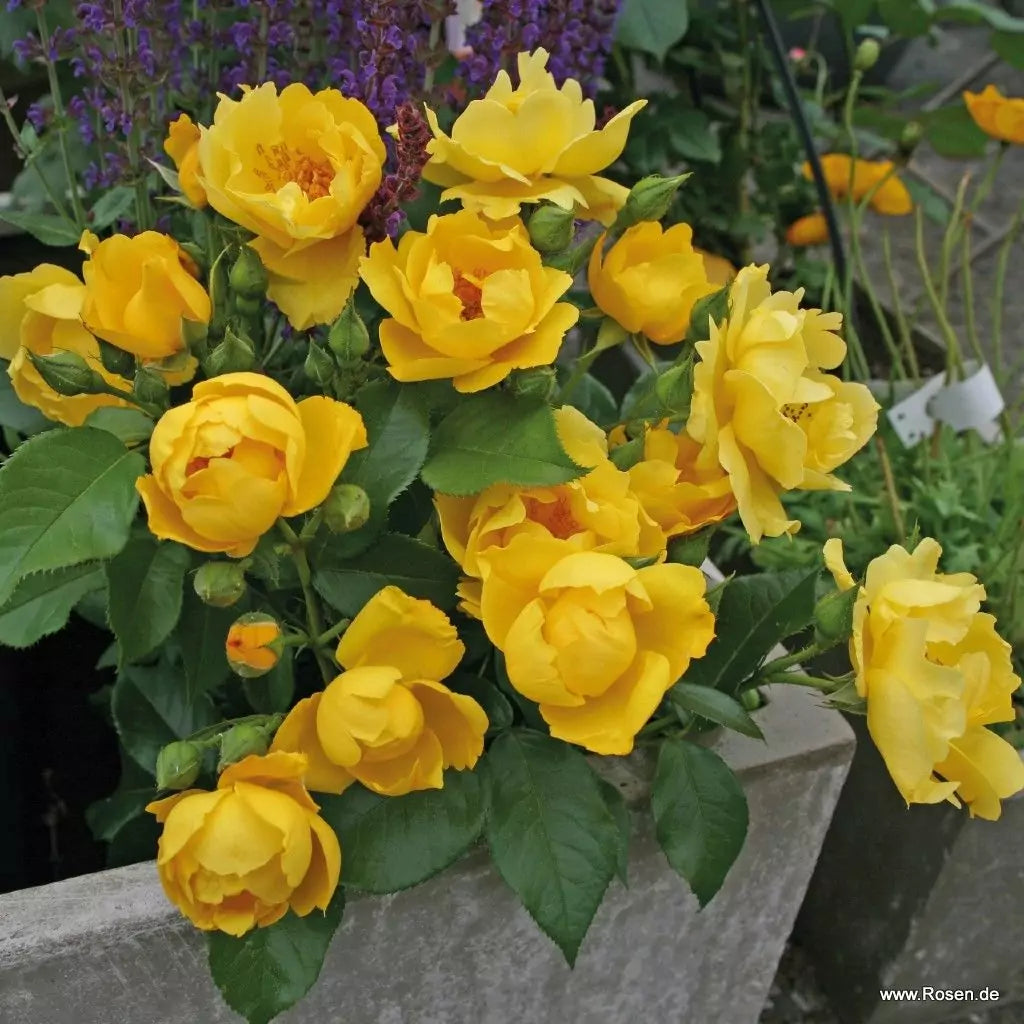 Rosa 'Lemon Fizz' (Sunflare Roses Collection)