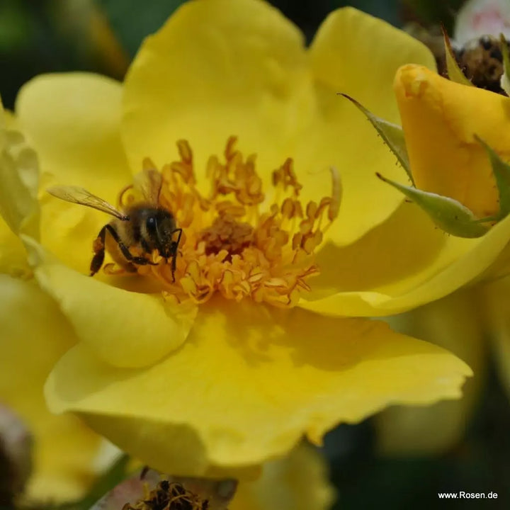 Rosa 'Lemon Fizz' (Sunflare Roses Collection)
