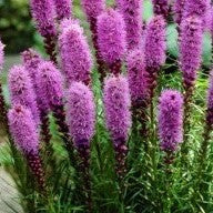 Buy Liatris spicata 'Kobold' Corms online