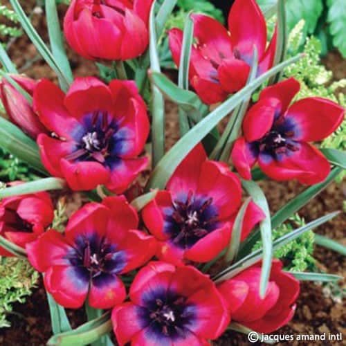 Buy Tulipa humilis 'Lilliput' Bulbs online UK
