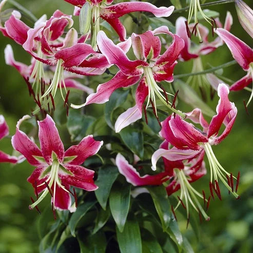 Lilium 'Black Beauty' Bulbs | Dark Red Scented Lily