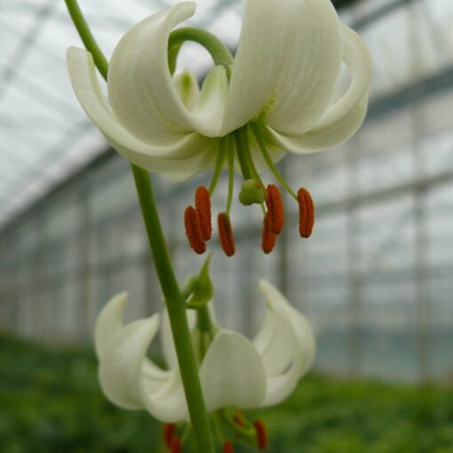 Lilium martagon 'Snowy Morning'