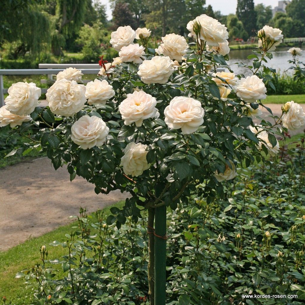 Rosa 'Champagne Moment'