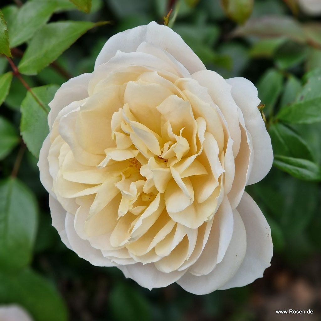 Rosa 'Champagne Moment'