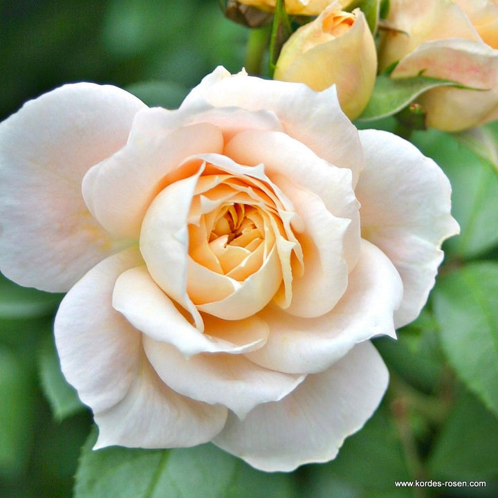 Rosa 'Champagne Moment'