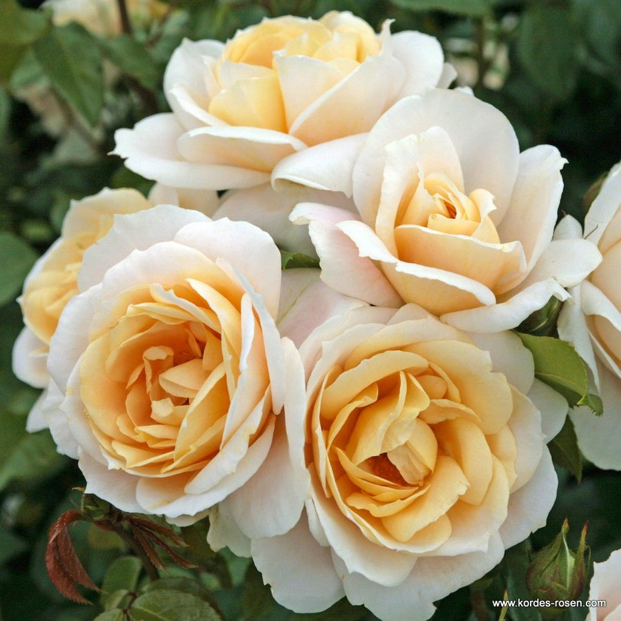 Rosa 'Champagne Moment'