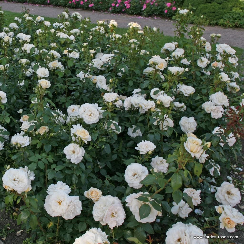 Rosa 'Champagne Moment'