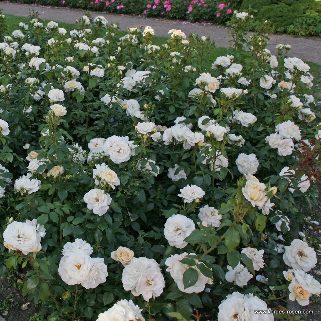 Rosa 'Champagne Moment'