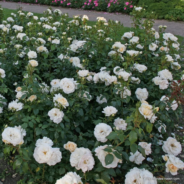 Rosa 'Champagne Moment'