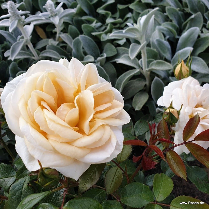 Rosa 'Champagne Moment'