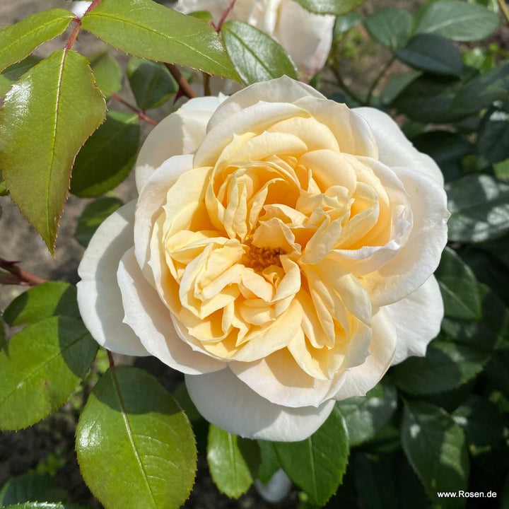 Rosa 'Champagne Moment'