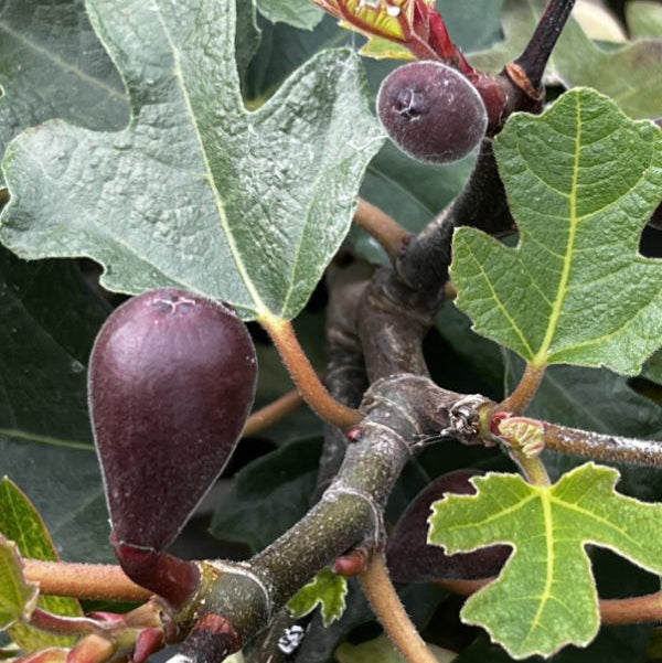 Ficus carica 'Little Miss Figgy'