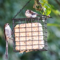 Red Barn Suet Blocks Cage