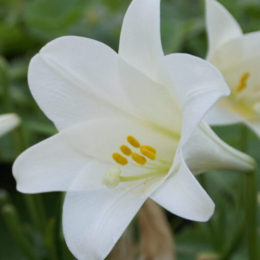 Lilium longiflorum 'Vuvuzela'