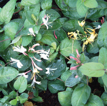 Lonicera japonica 'Darts World'