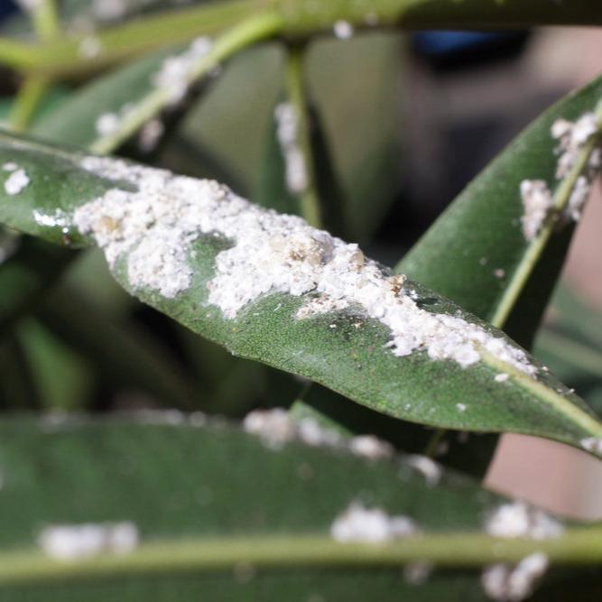 MightyBug Natural Mealybug Killer (Mealybug Ladybird - Cryptolaemus montrouzieri)