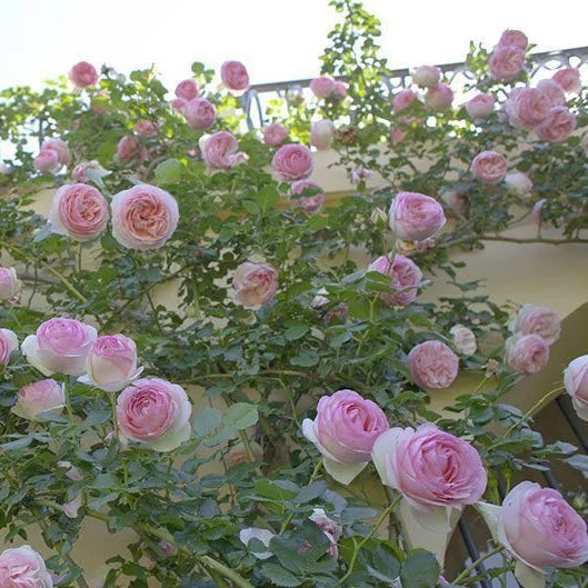 Rosa 'Eden Rose' (Romantica Collection)