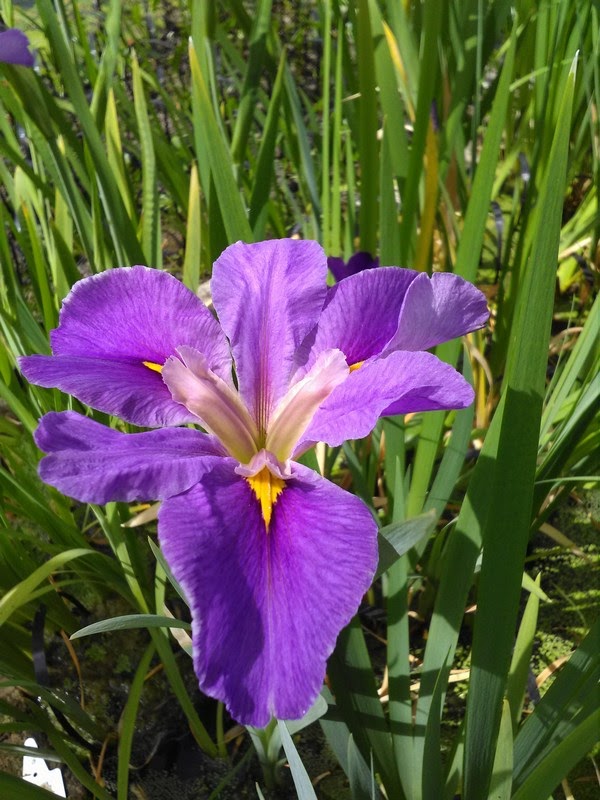 Iris louisiana 'Pegaletta'