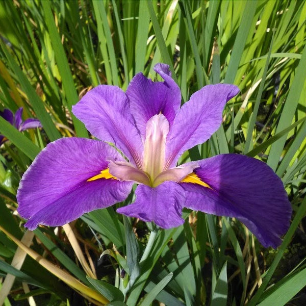 Iris louisiana 'Pegaletta'