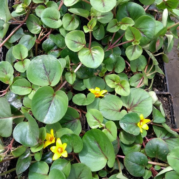 Yellow Loosestrife (Lysimachia 'Sunburst')