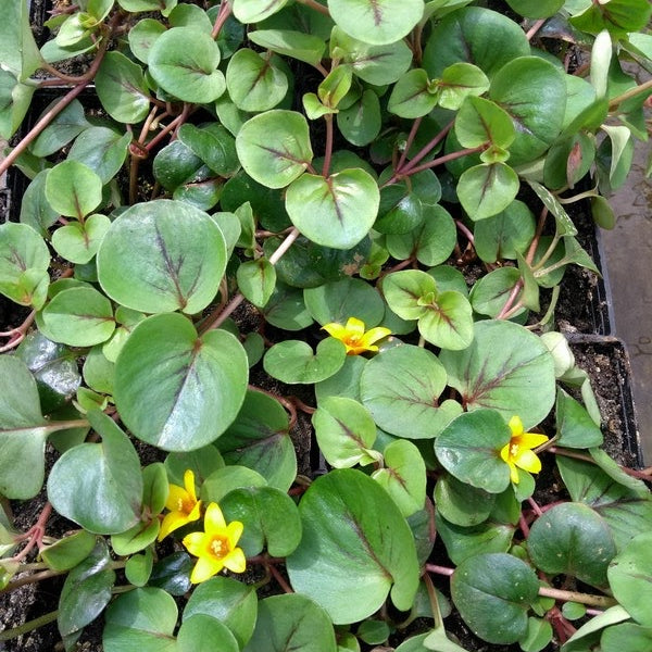 Buy Lysimachia 'Sunburst' (Yellow Loosestrife) online UK
