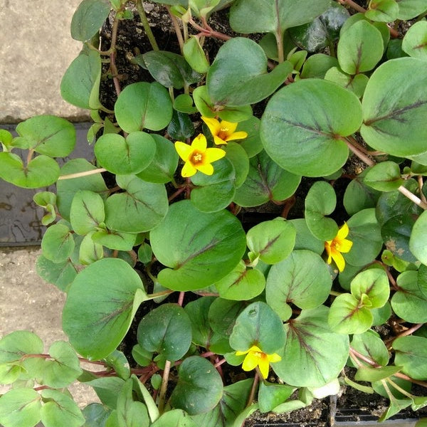 Yellow Loosestrife (Lysimachia 'Sunburst')