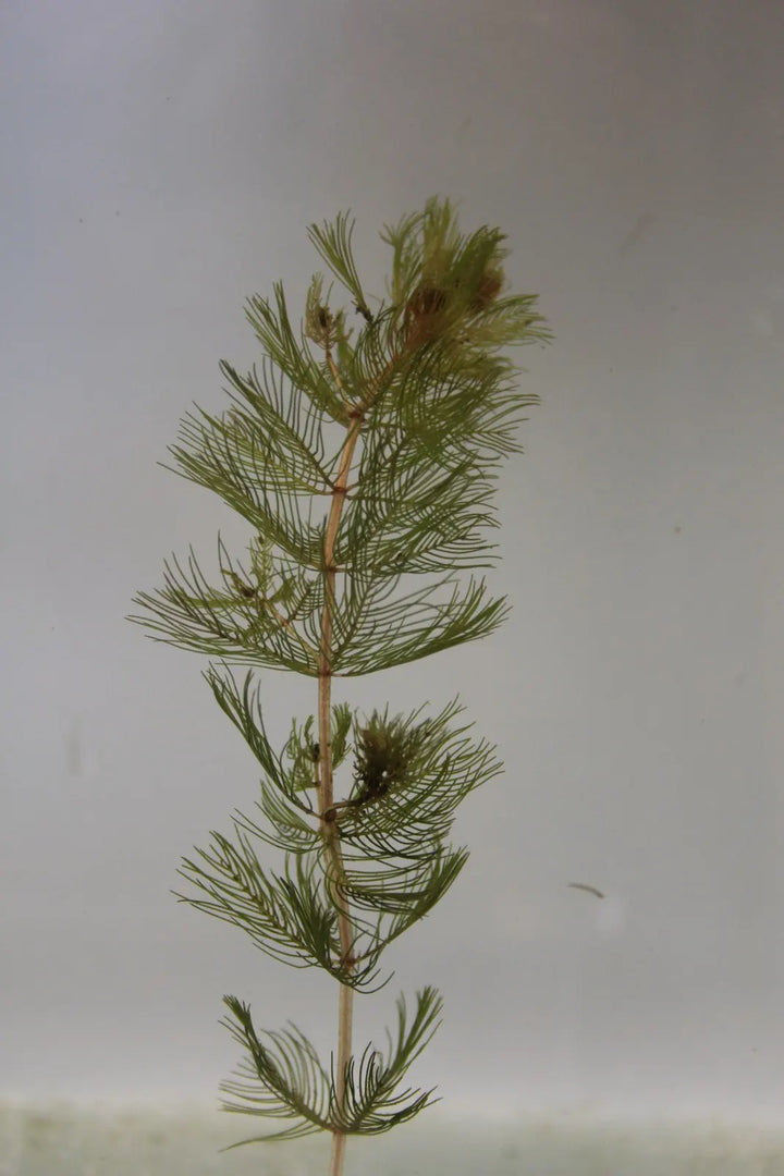 Spiked Water Milfoil (Myriophyllum spicatum)