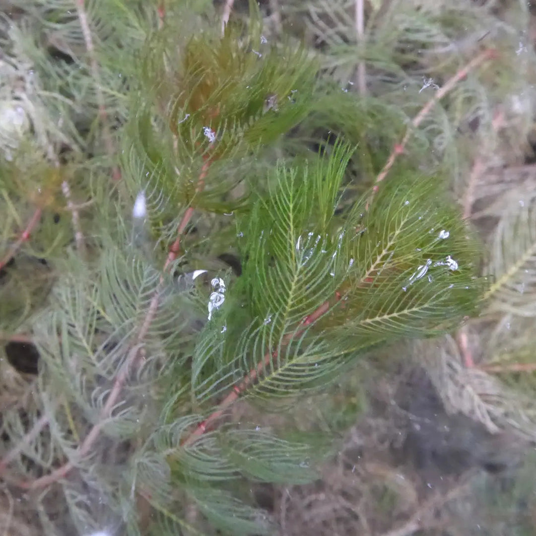 Spiked Water Milfoil (Myriophyllum spicatum)