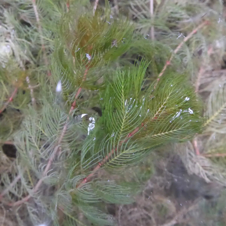 Spiked Water Milfoil (Myriophyllum spicatum)