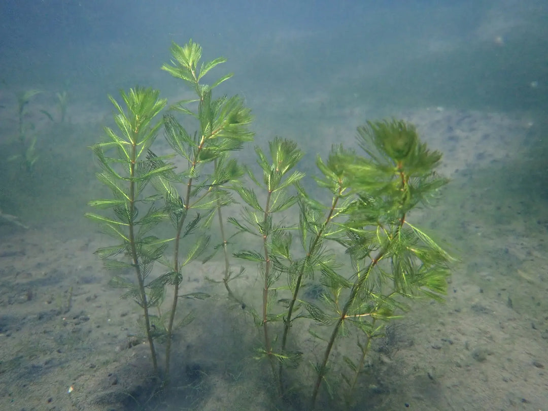 Spiked Water Milfoil (Myriophyllum spicatum)