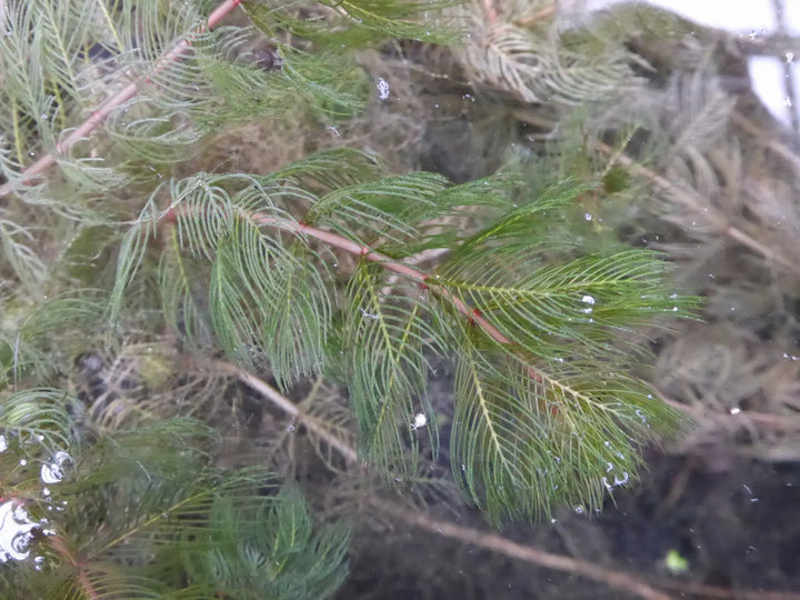 Spiked Water Milfoil (Myriophyllum spicatum)