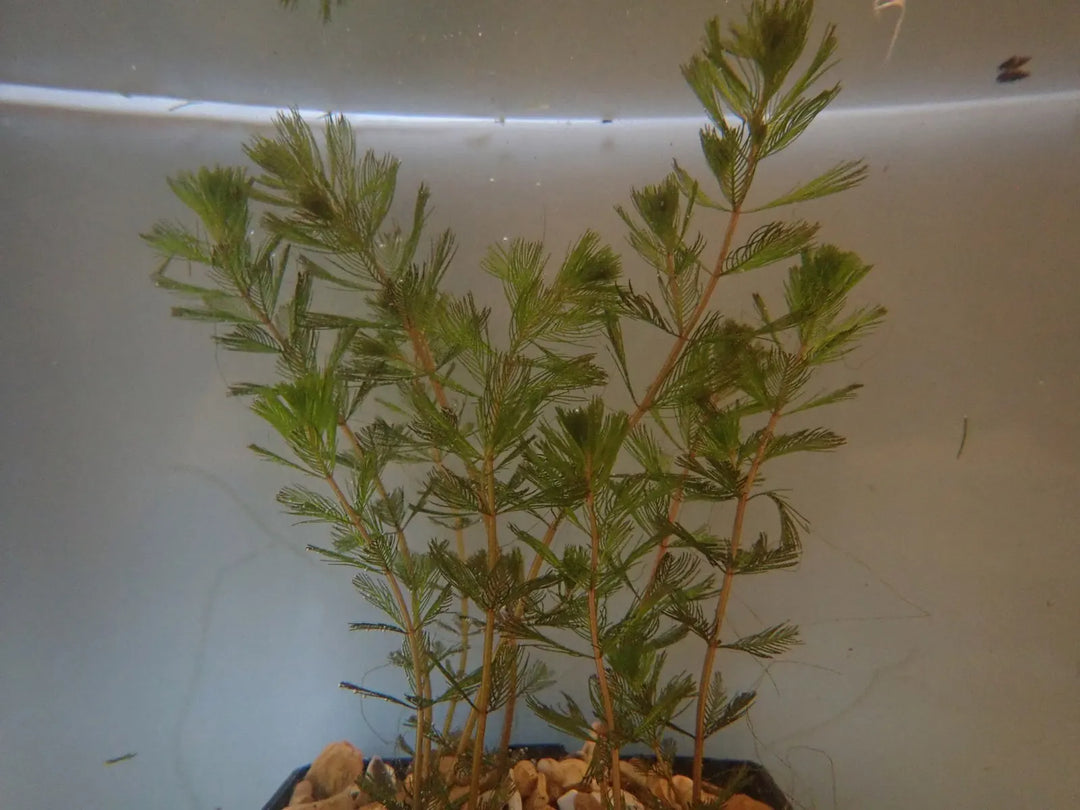 Spiked Water Milfoil (Myriophyllum spicatum)