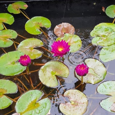 Nymphaea 'Purple Fantasy' Water Lily