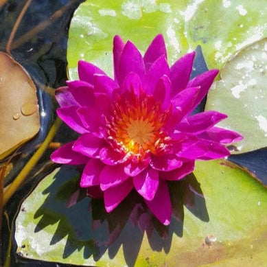 Nymphaea 'Purple Fantasy' Water Lily