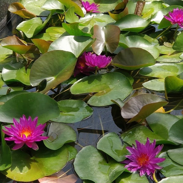 Nymphaea 'Purple Fantasy' Water Lily - Garden Wildlife