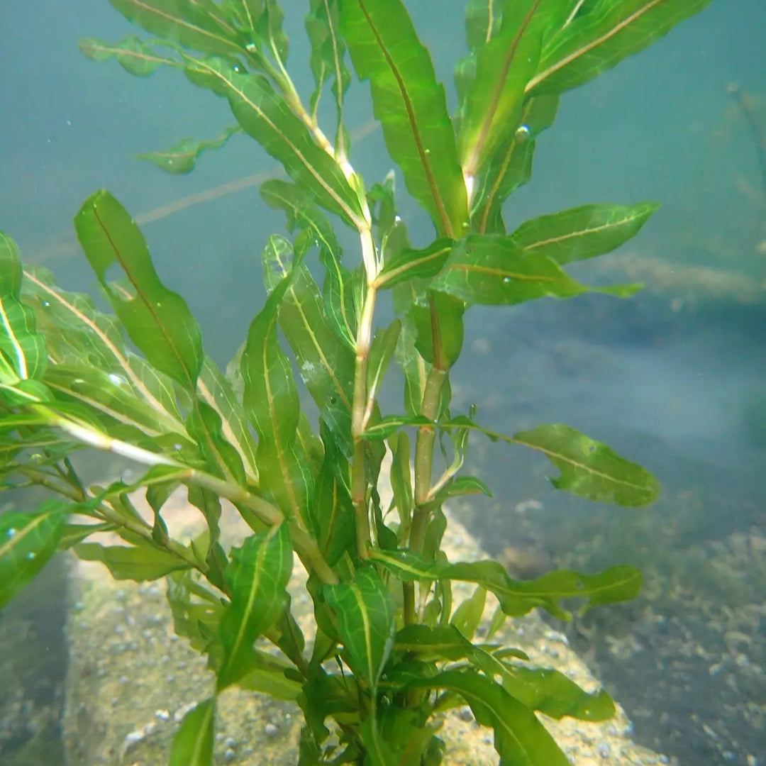 Curled Pondweed (Potamogeton crispus)