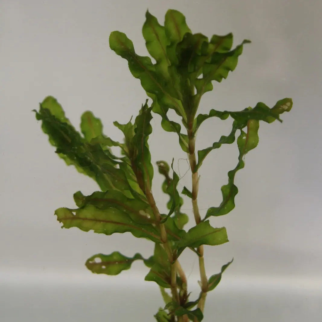 Curled Pondweed (Potamogeton crispus)