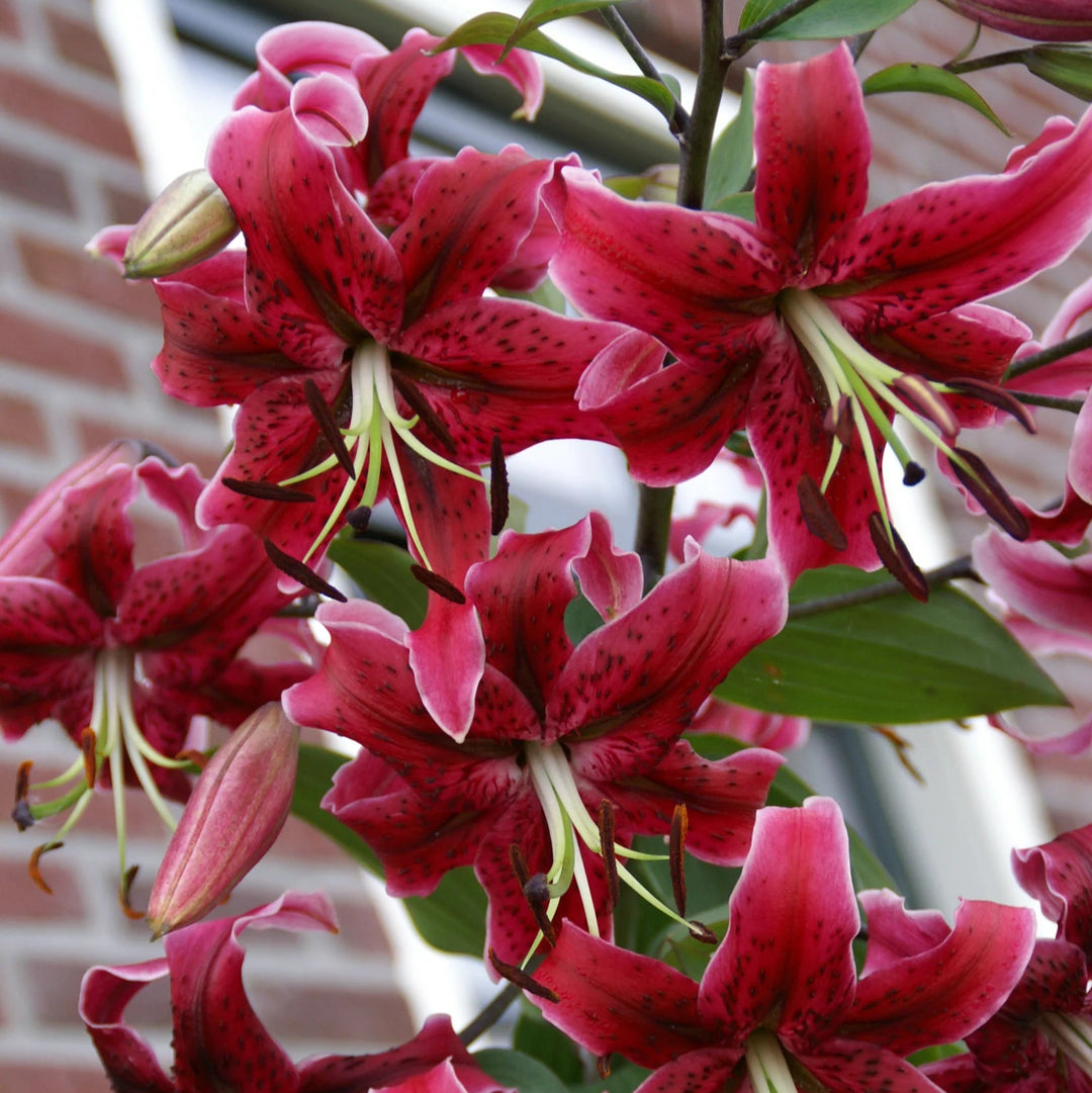Lilium 'Miss Feya' Bulbs | Red Oriental-Trumpet Lily