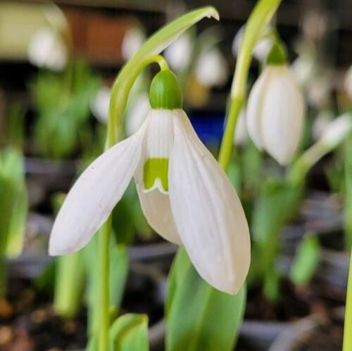 Galanthus elwesii 'Mt Everest'