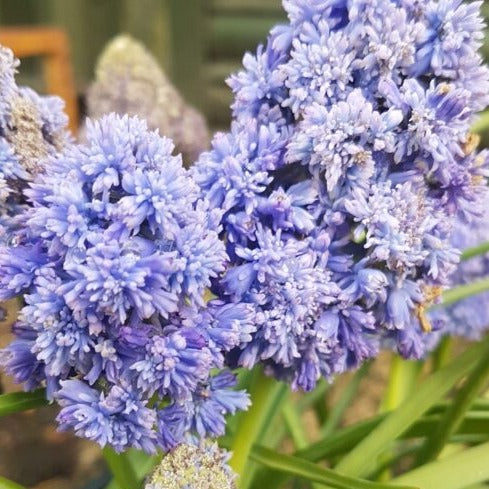 Muscari armeniacum 'Fantasy Creation'