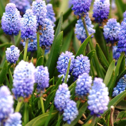 Muscari botryoides 'Superstar'