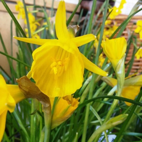 Narcissus bulbocdium var conspicuus