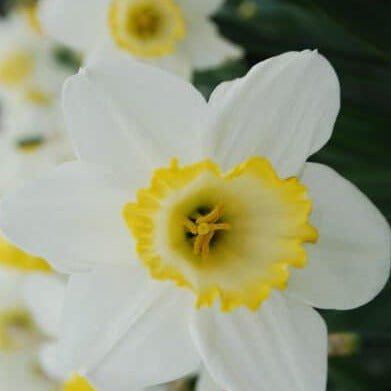 Narcissus 'Everyday'
